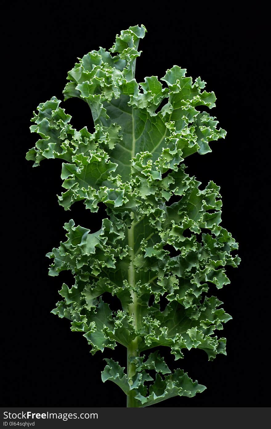 Fresh kale from the garden. Kale or leaf cabbage are certain cultivars of cabbage grown for their edible leaves. It has green or purple leaves and the central leaves do not form a head.