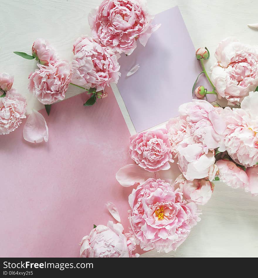 Flat lay concept with beautiful peonies on white wood, can be used as background