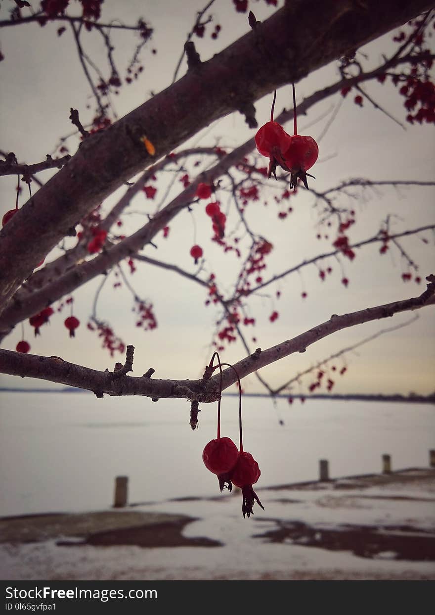 Winter close-up of a crab apple, wild apple tree &#x28;Malus spp&#x29; with stunning red fruits and snow background with a frozen lake and dried branches. Winter close-up of a crab apple, wild apple tree &#x28;Malus spp&#x29; with stunning red fruits and snow background with a frozen lake and dried branches.