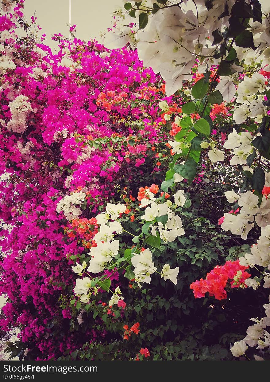 Pink, White And Orange Flowers Bougainvillea In Tropical Garden Blossom Texture