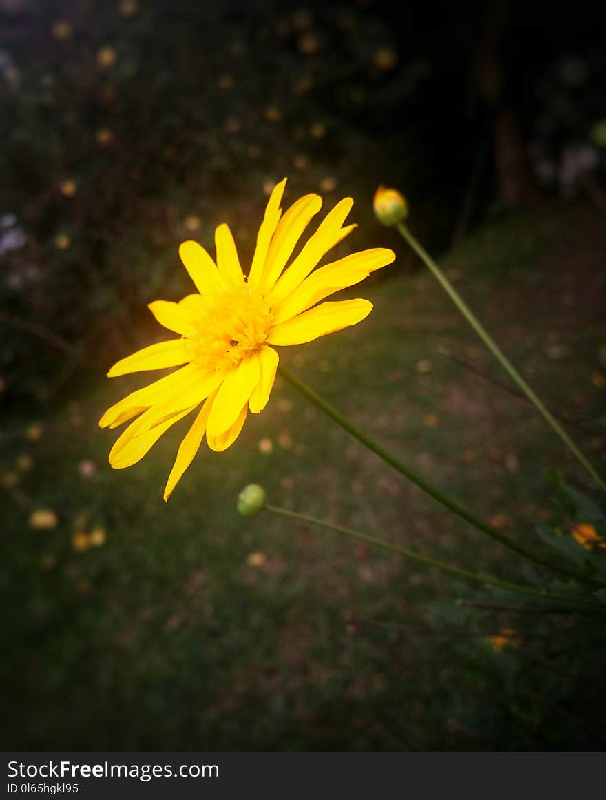 Bright and intense side view of a Chrysopsis mariana flower, goldenaster, daisy-like yellow blossom, similar to Jacobaea vulgaris &#x28;ragwort&#x29; - bright daisy flower with detailed petals and bulbs and other vegetation background. Bright and intense side view of a Chrysopsis mariana flower, goldenaster, daisy-like yellow blossom, similar to Jacobaea vulgaris &#x28;ragwort&#x29; - bright daisy flower with detailed petals and bulbs and other vegetation background