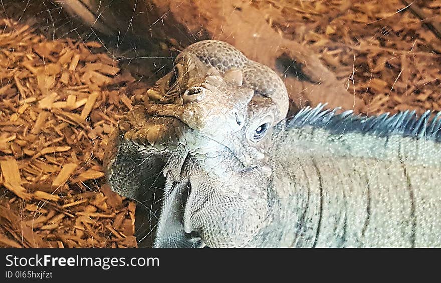 Male iguana in his habitats looking at the camera