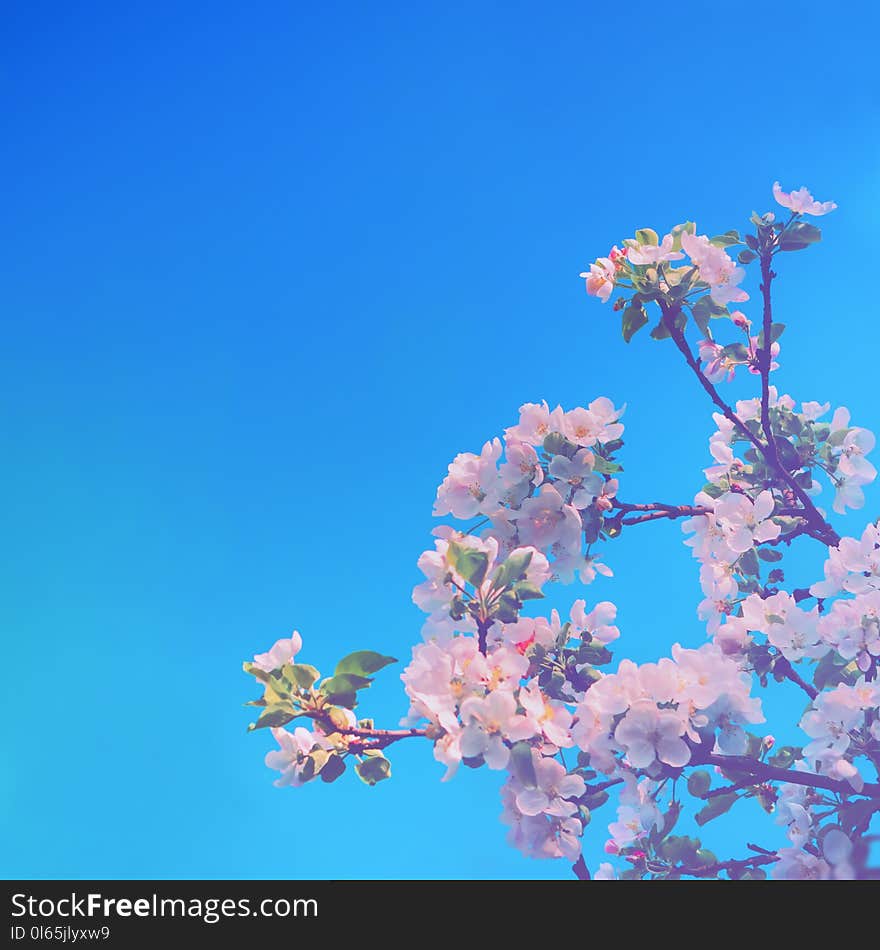 Branches of a blossoming apple tree with white flowers against a blue sky. Spring floral background with copy space, selective focus. Branches of a blossoming apple tree with white flowers against a blue sky. Spring floral background with copy space, selective focus.