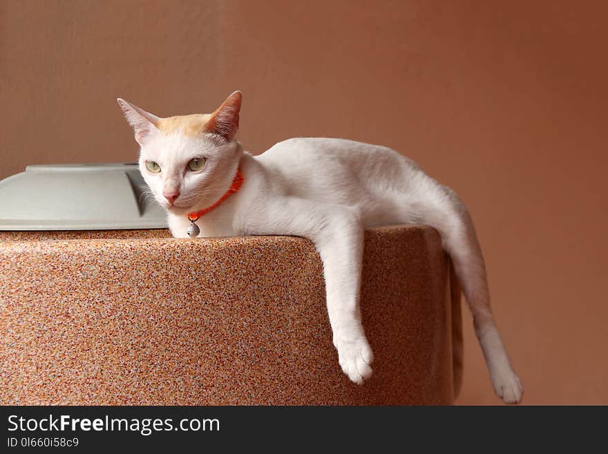 White cat laying down on the water tank on orange color background. It is a small domesticated carnivorous mammal with soft fur.