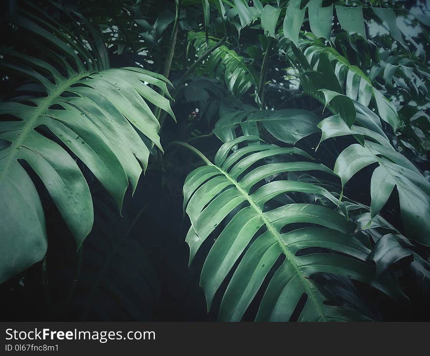 Tropical green leaf texture on dark green color and dark background.