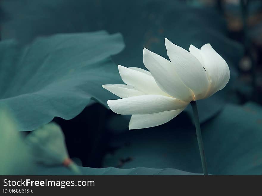 Saintly white lotus in sunny day in summer with green leaves