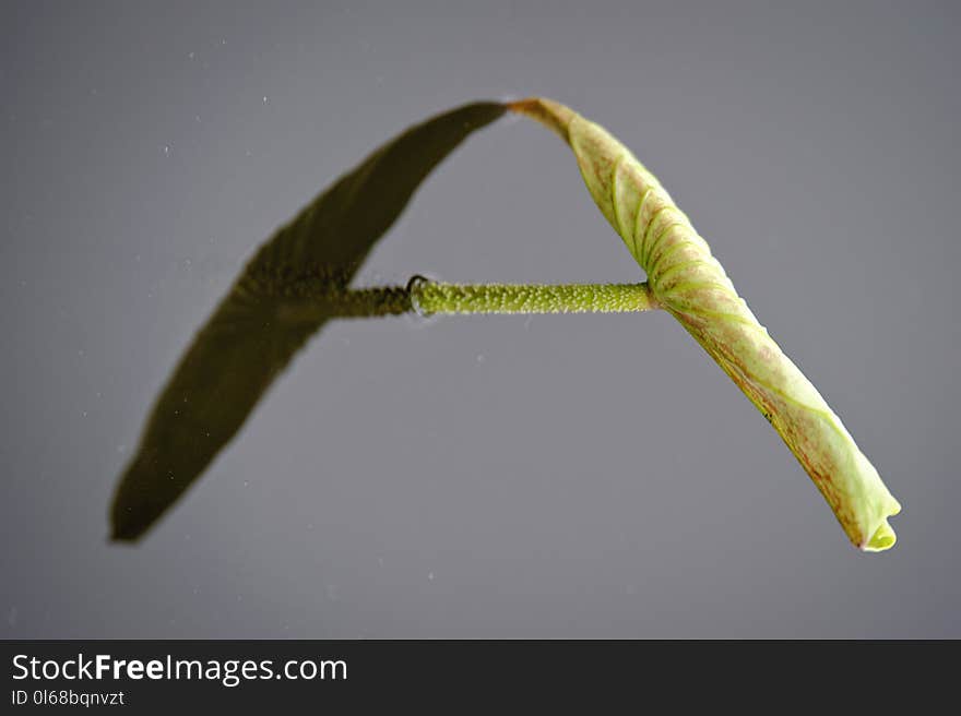 Lotus leaf shadow forms the letter `A`