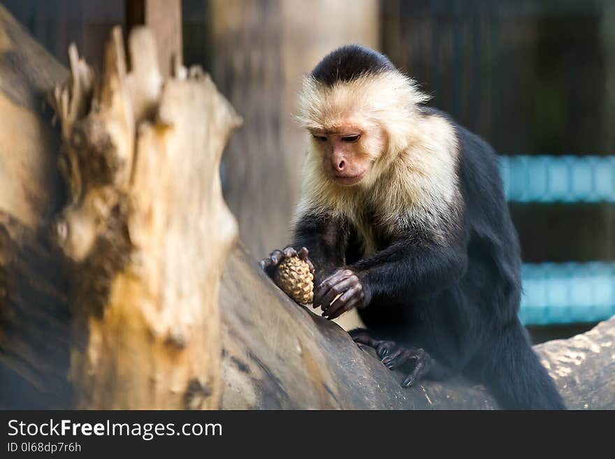 A close-up of a monkey or chlorocebus aethiops is sitting on a tree and playing with a shisha on a warm summer day