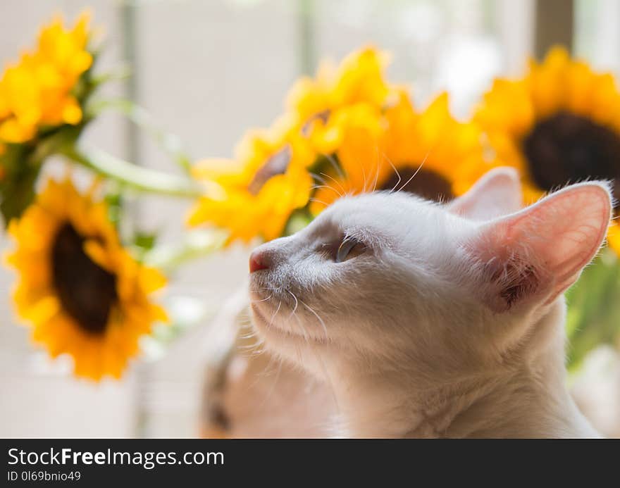 White Cat and Yellow Sunflower