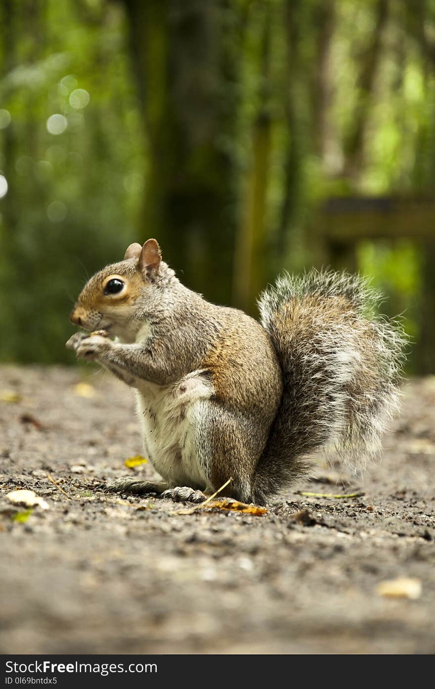 Selective Focus Photography of Squirrel