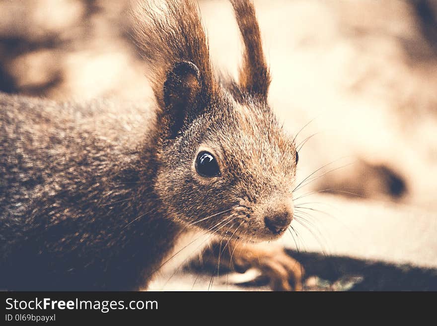 Closeup Photography of Rodent