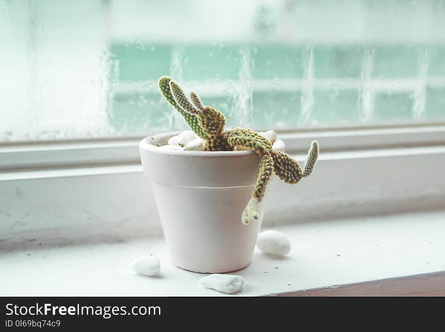 Shallow Focus of Green Cactus plant