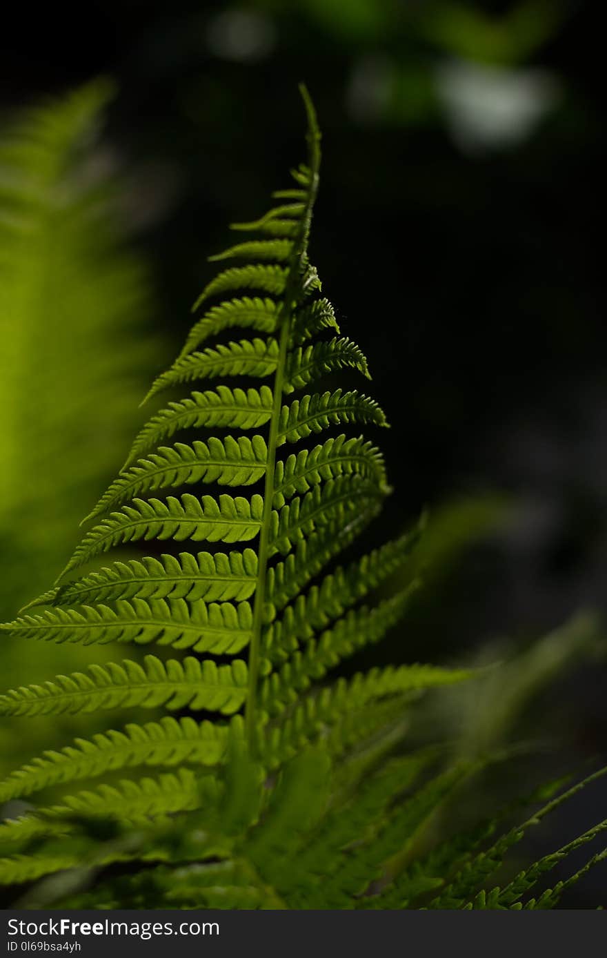 Selective Focus Photo of Fern Plant