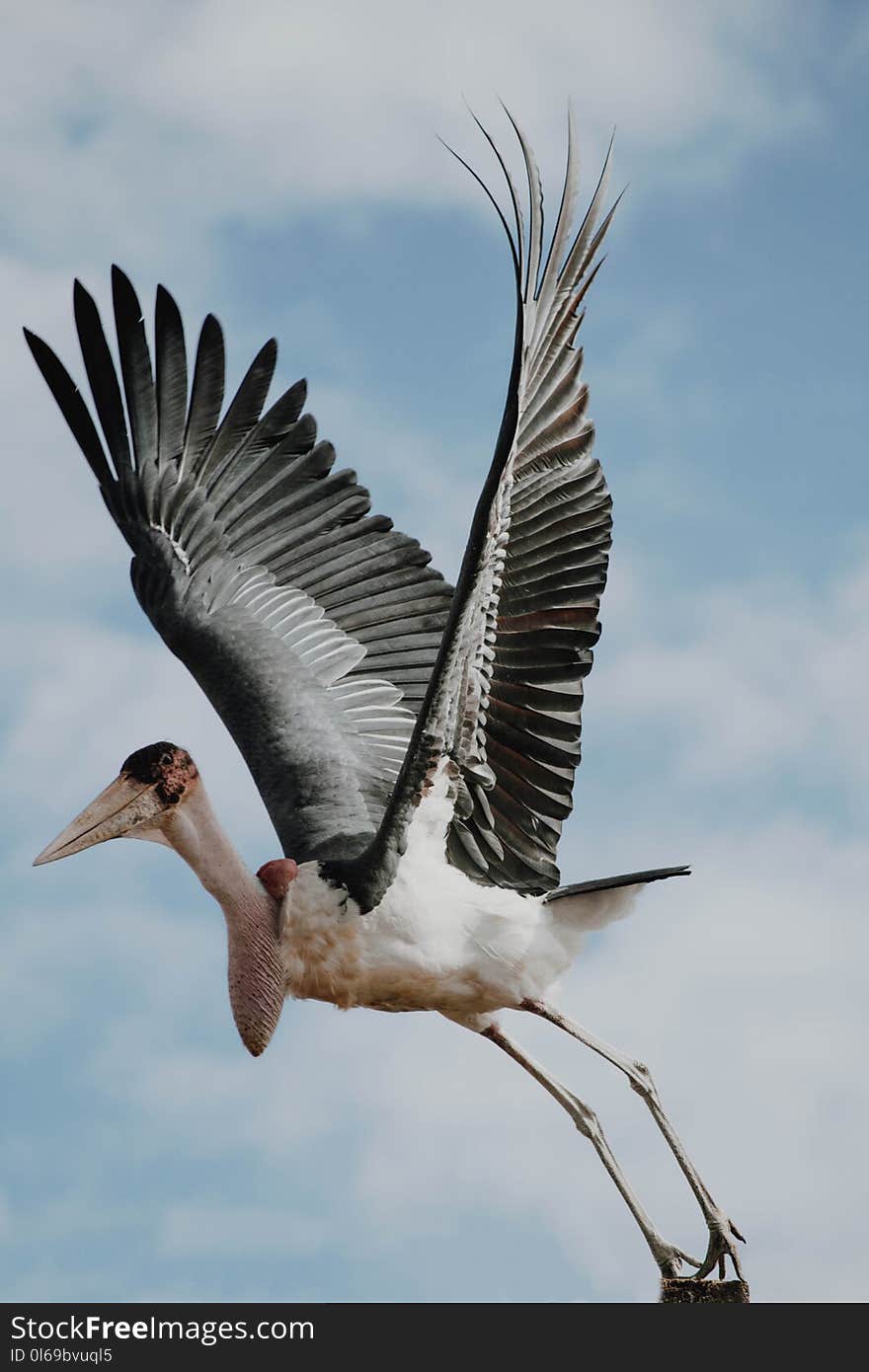 Selective Focus Photo of Black and White Flying Bird