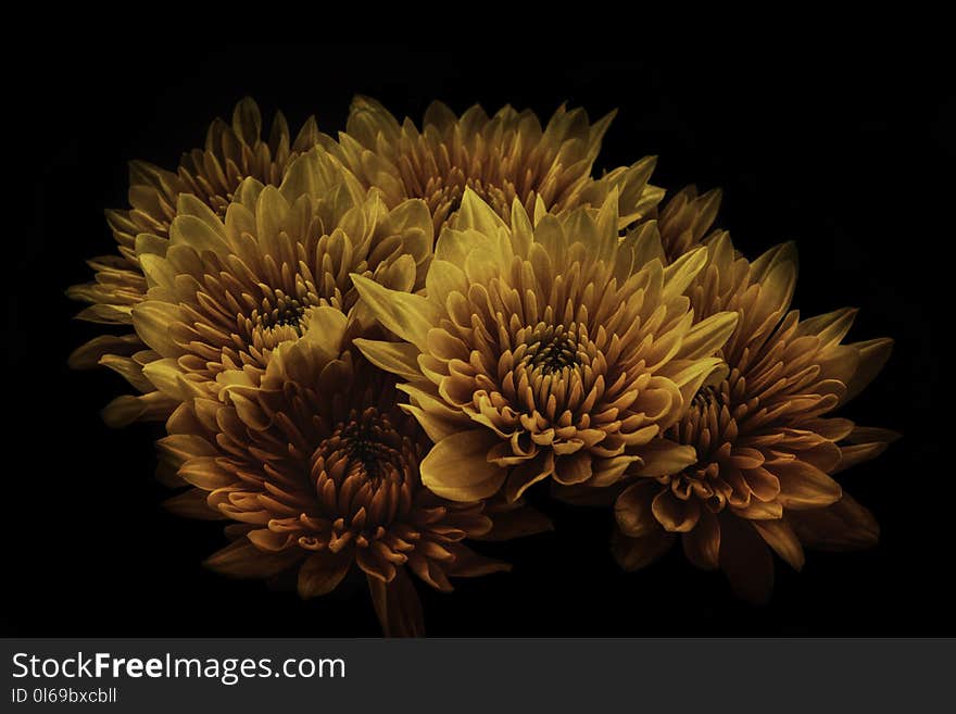 Brown and Yellow Cluster Flowers