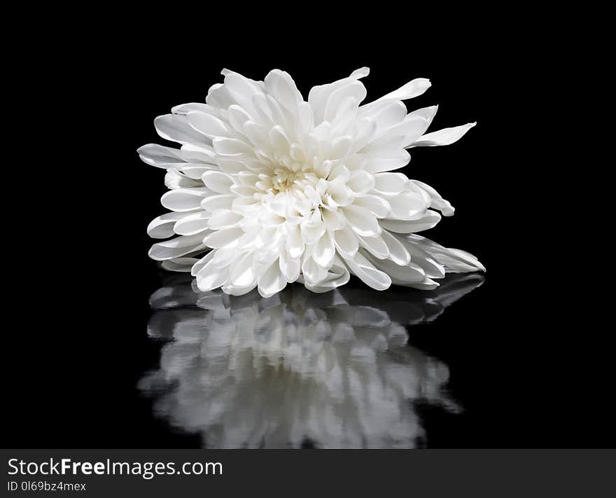 Shallow Focus Photography of White Flower Reflected on Mirror Surface