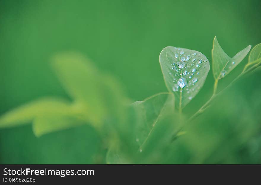 Green Leaf Plant