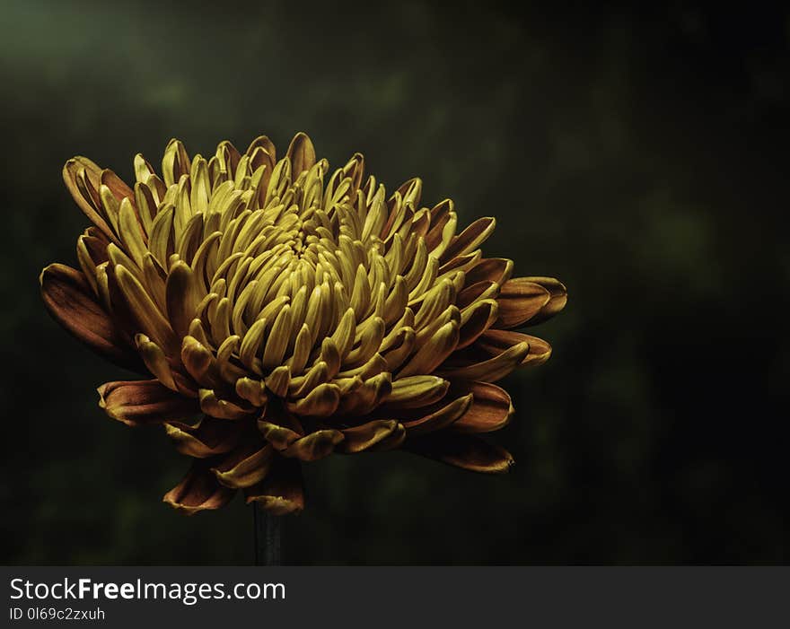 Photo of Yellow Petaled Flower