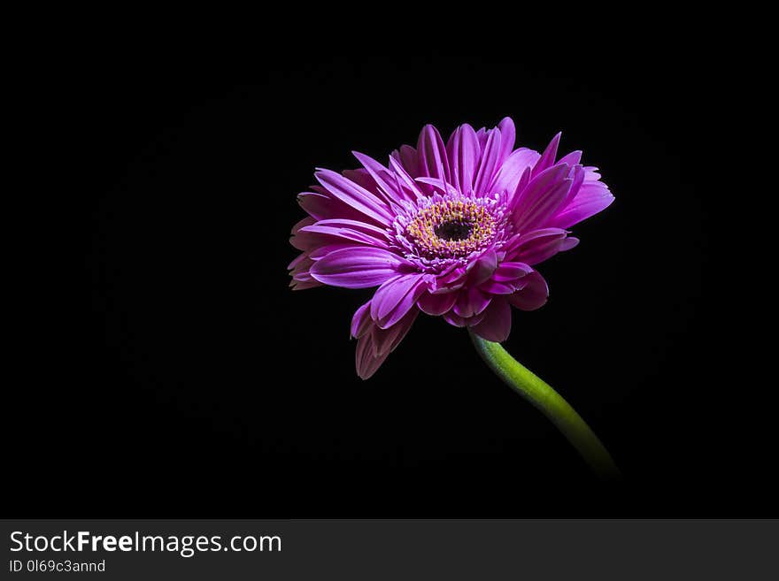 Purple daisy