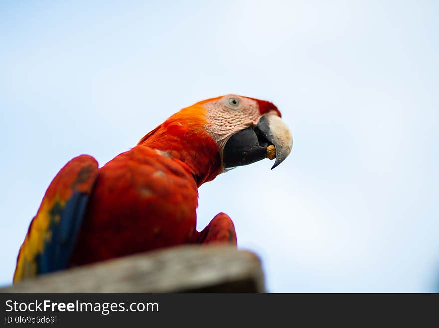 Photo of a Macau Parrot