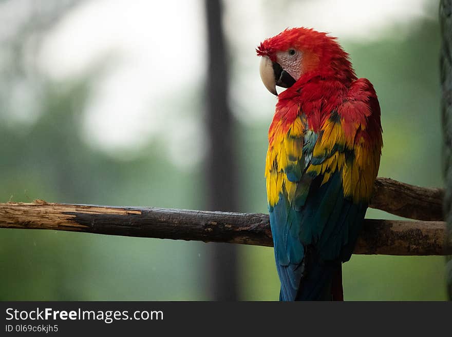 Photo of Red, Blue, and Yellow Parrot on Tree Branch