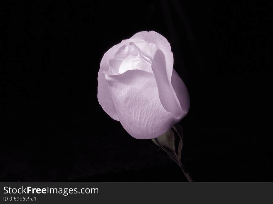 Pink Rose Flower Surrounded by Dark