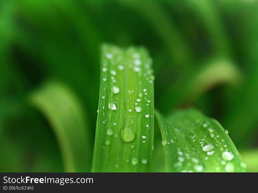 Closeup Photo of Green Leafed Plant With Water Dew