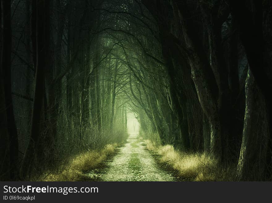 Tree Tunnel at Daytime