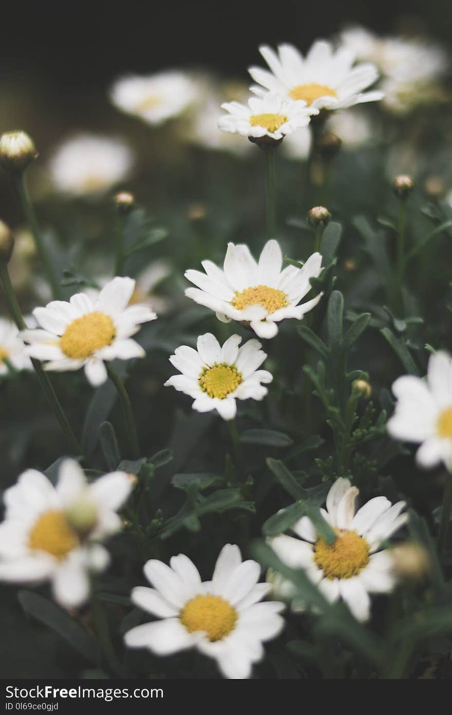 Shallow Focus Photograph of Daisy Flower