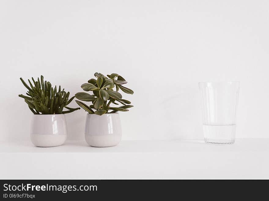 Two Round Ceramic Potted Green Plants and Liquid Filled Clear Drinking Glass