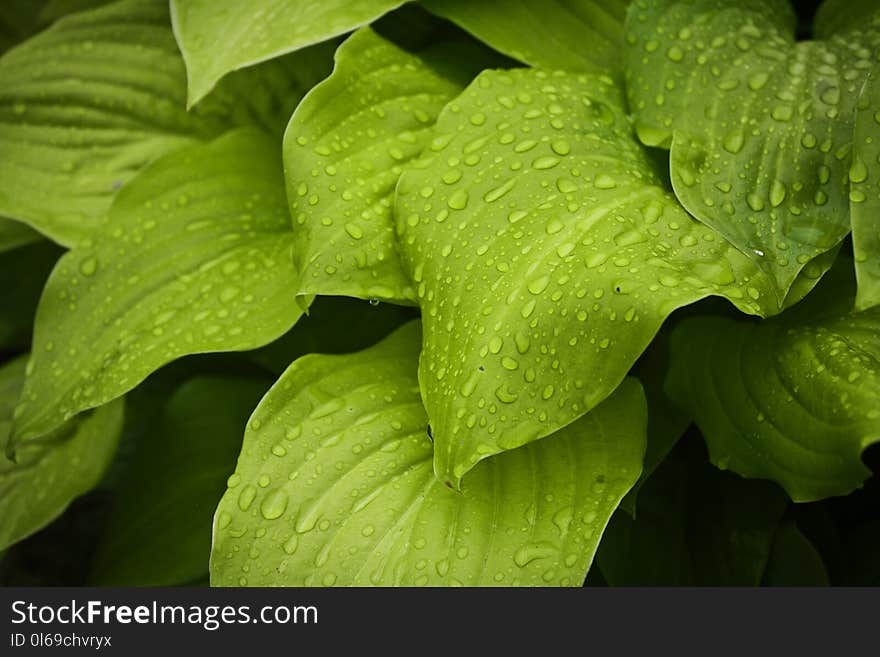 Macro Photography of Water Drops on Green Leaves