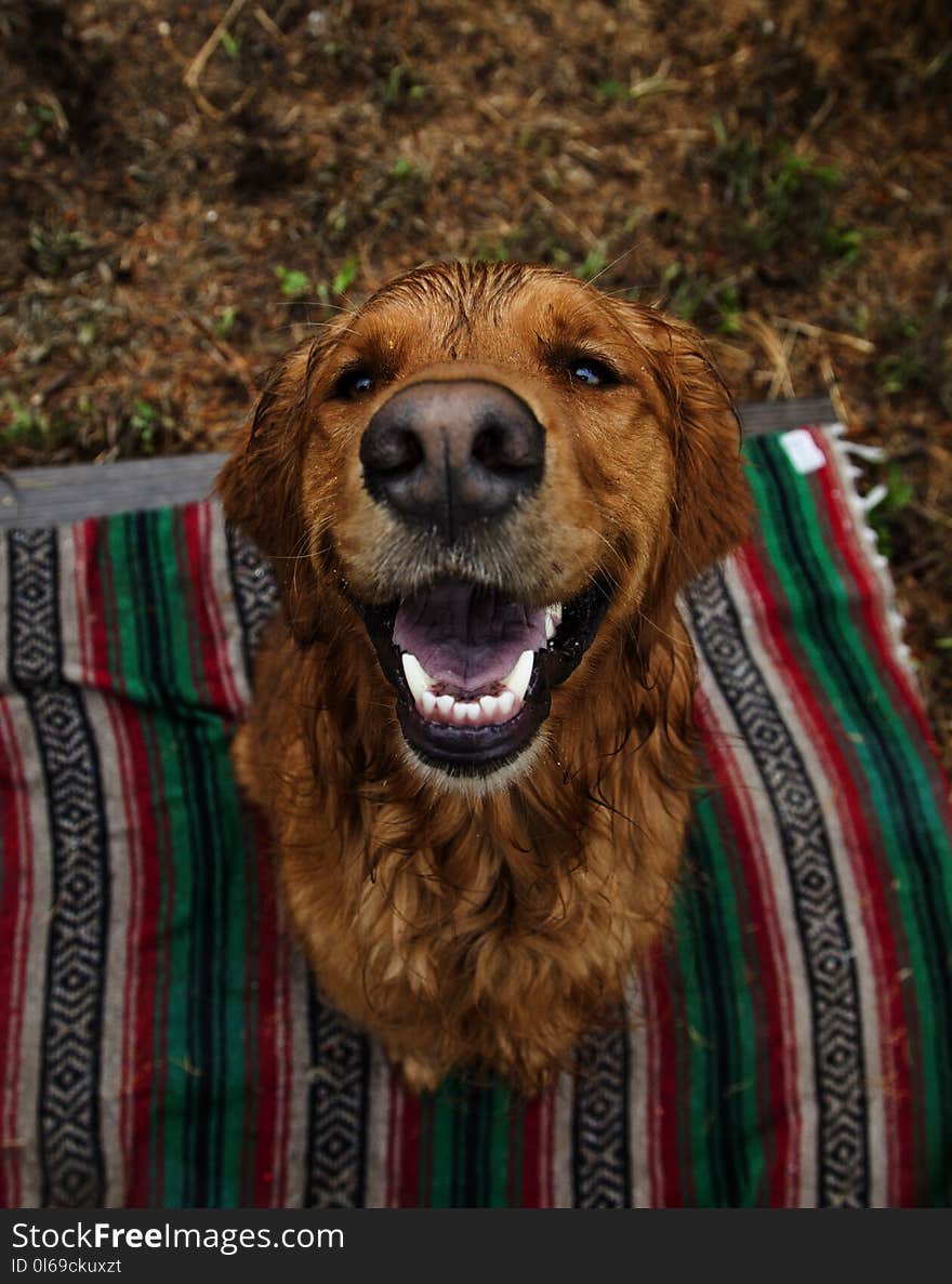 Adult Dark Golden Retriever Sits on Multicolored Striped Mat