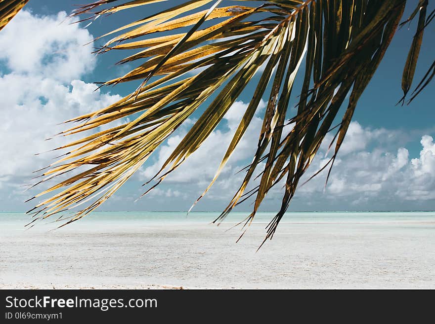 Green Coconut Tree Leaves Under Blue and White Sky