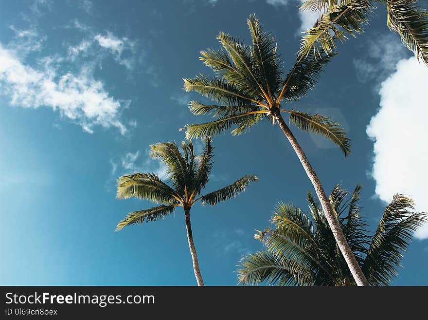 Low-angle Photography of Palm Trees