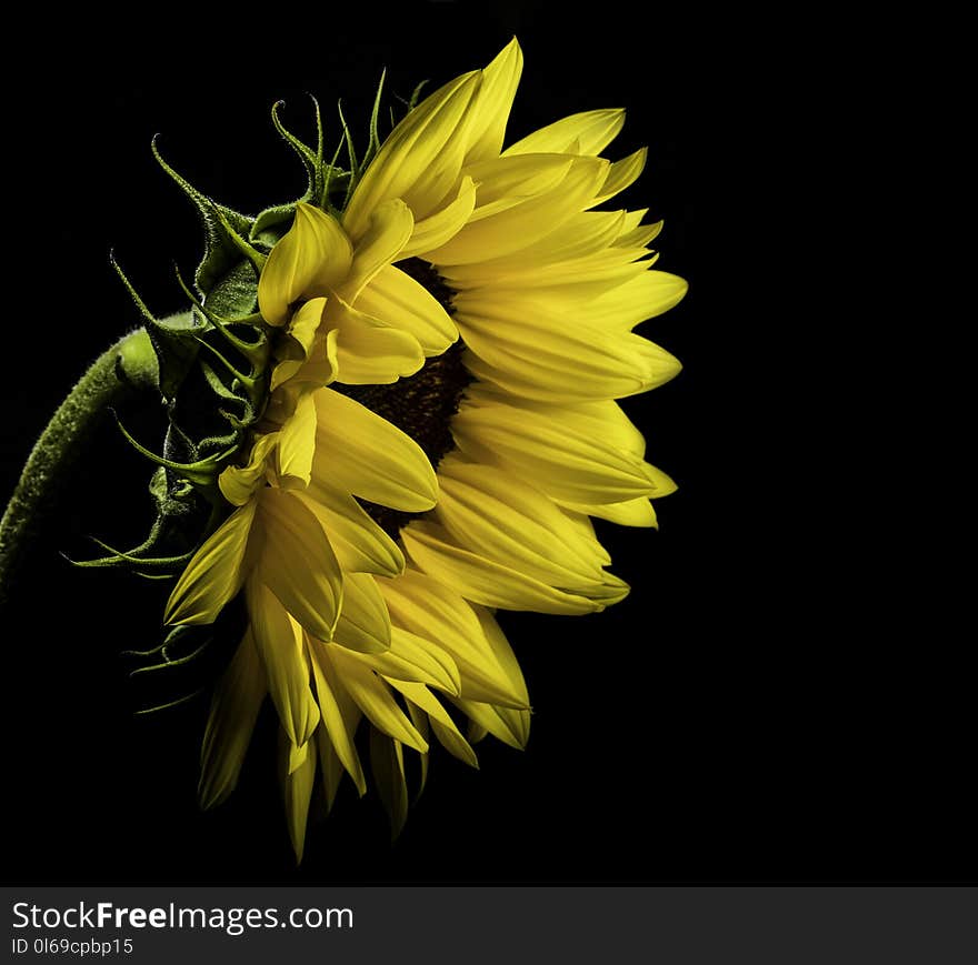 Close Photo of Yellow Sunflower on Black Background