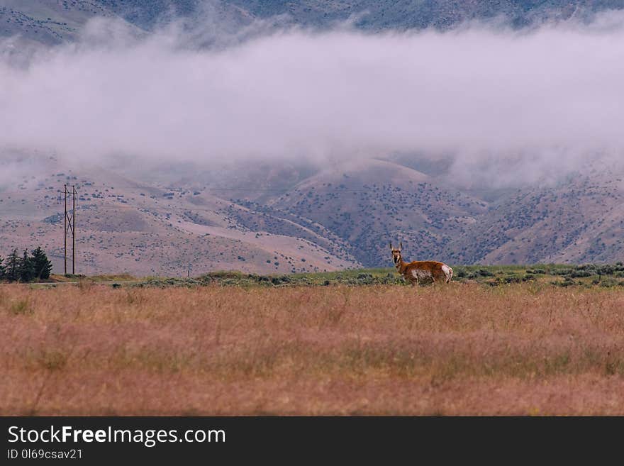 Brown and White Deer on Brown Grass