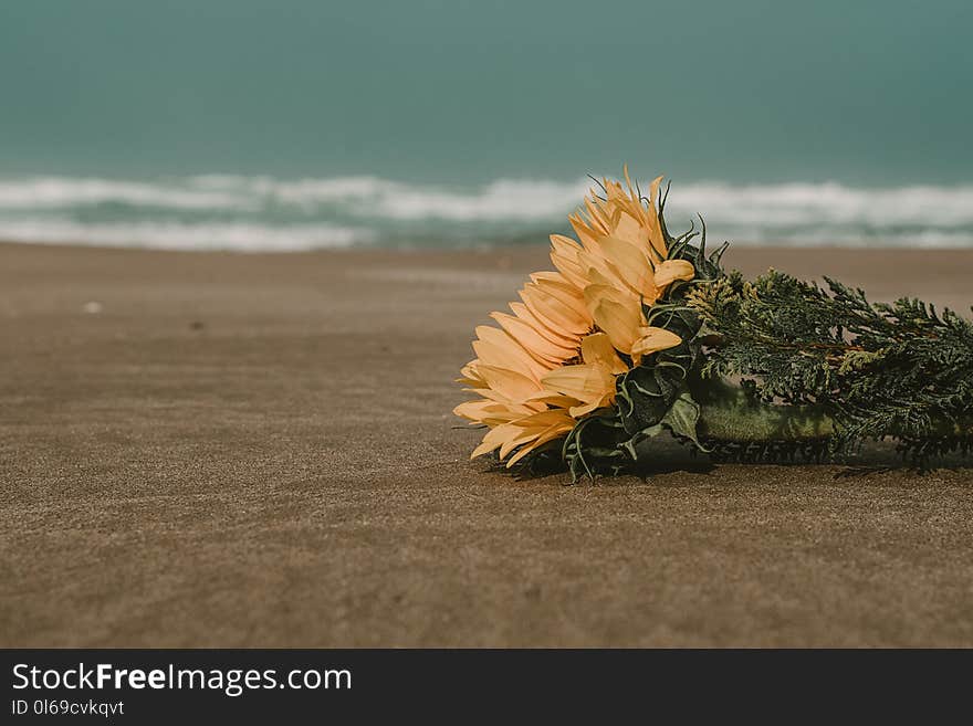 Yellow Flowers on Brown Sand