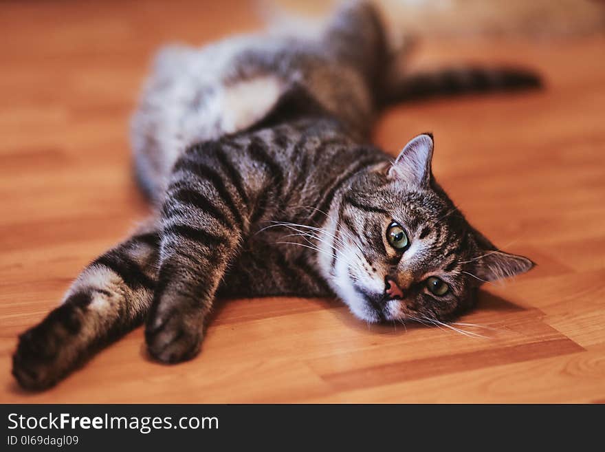 Close-up photography of a Tabby cat