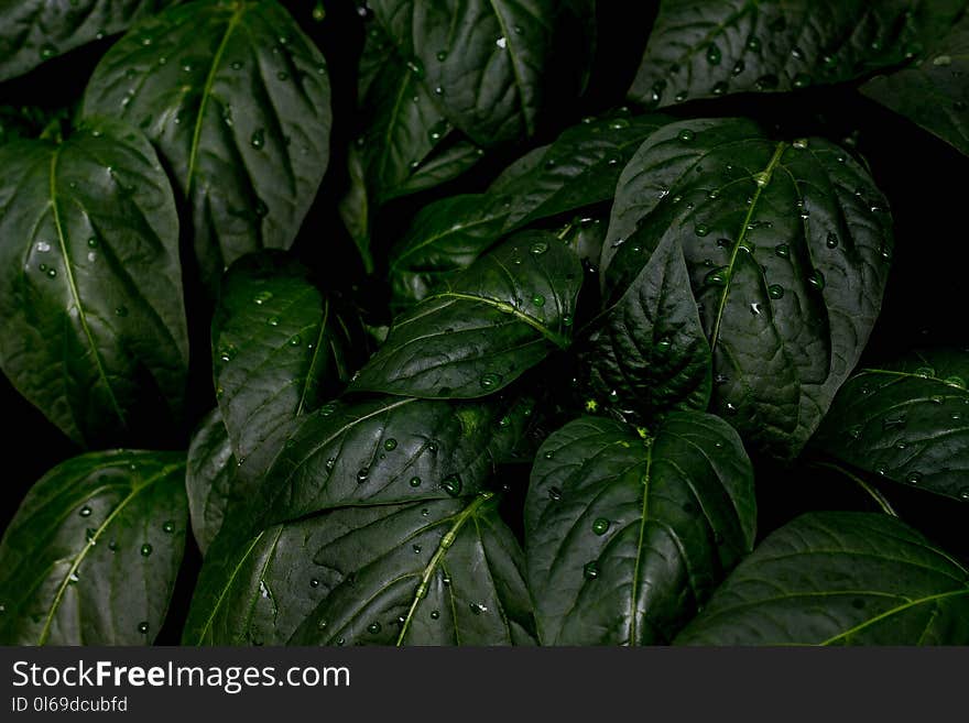 Green Leafed Plant