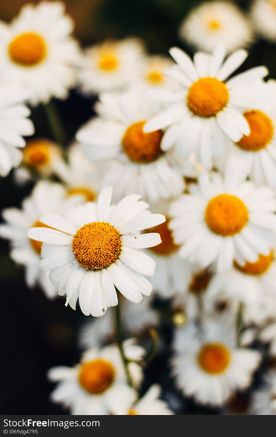 Closeup Photo of White Daisy Flowers