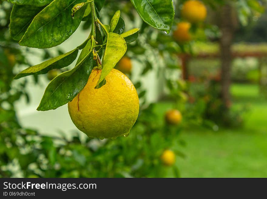 Closeup Photo of Round Green Fruit