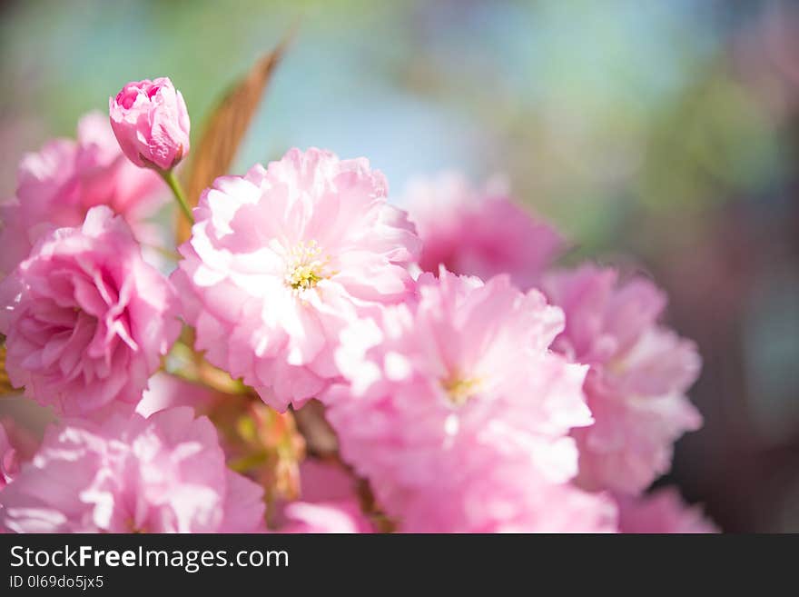 Shallow Focus Photo of Pink Flowers