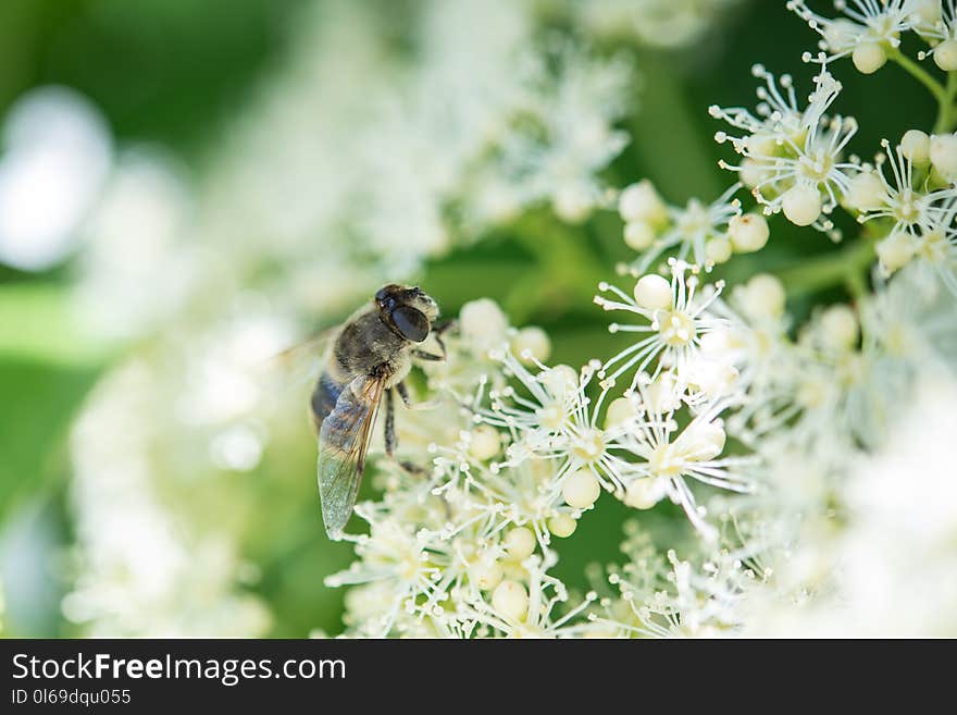 Bee on Flower