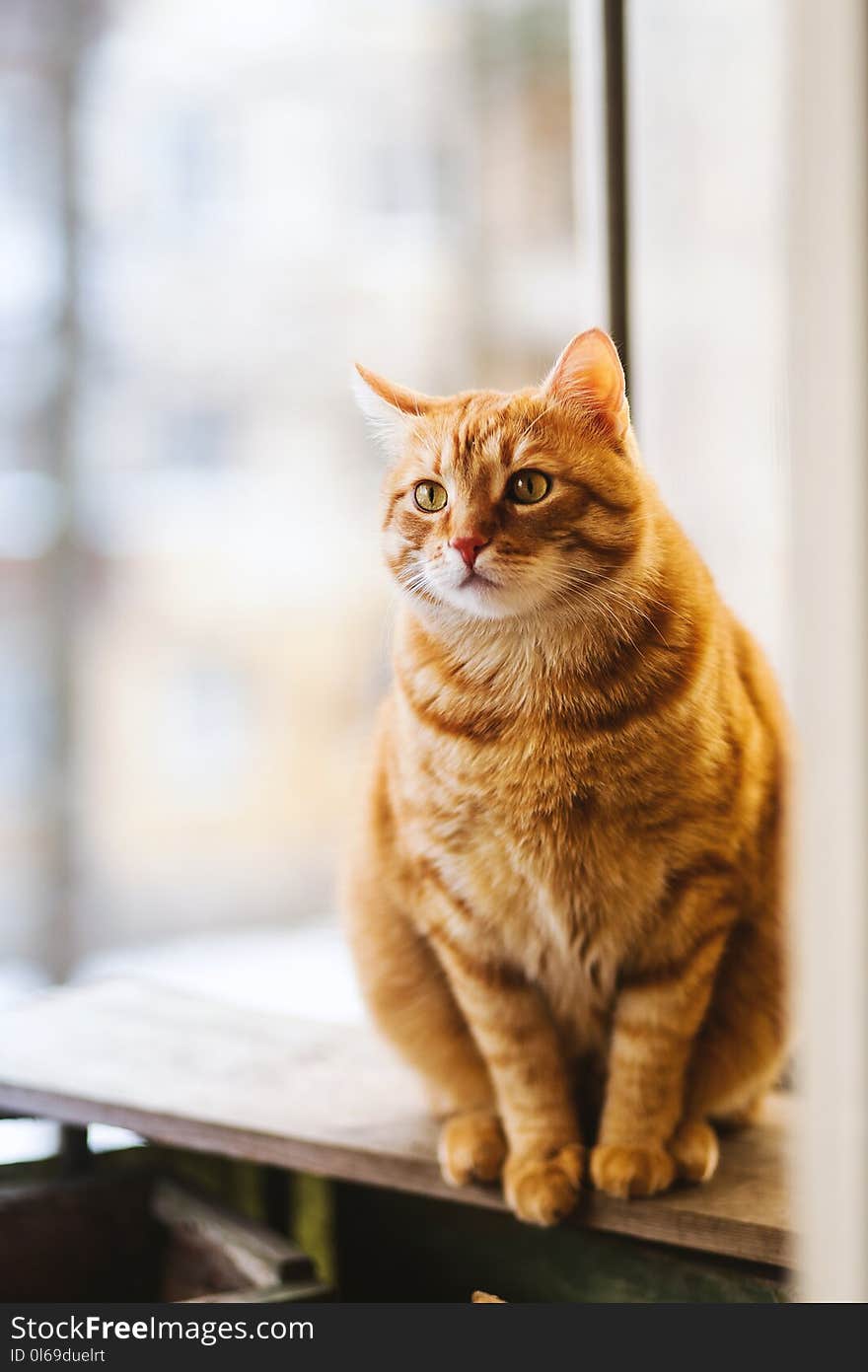 Selective Focus Photography of Orange Tabby Cat