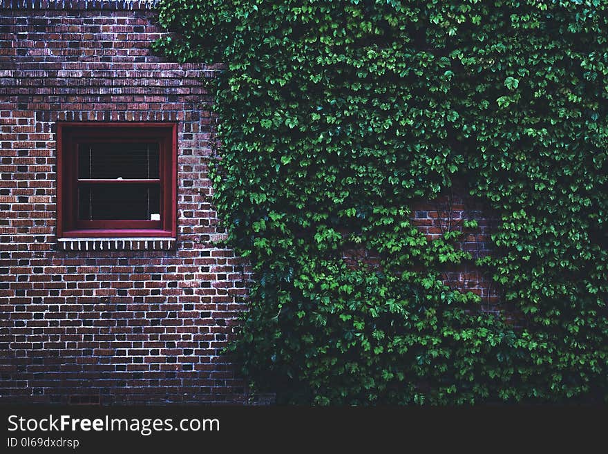 Brown Concrete Brick House Covered by Green Leaf Vines