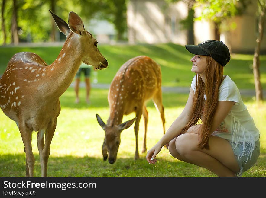 Woman Wearing White Shirt Near Brown Deer