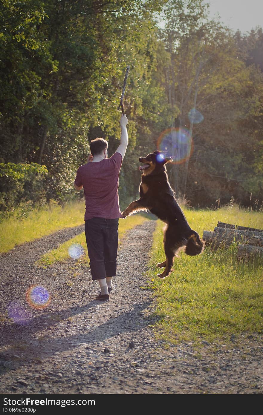 Man in Maroon T-shirt Playing With His Large Short-coated Black and Brown Dog