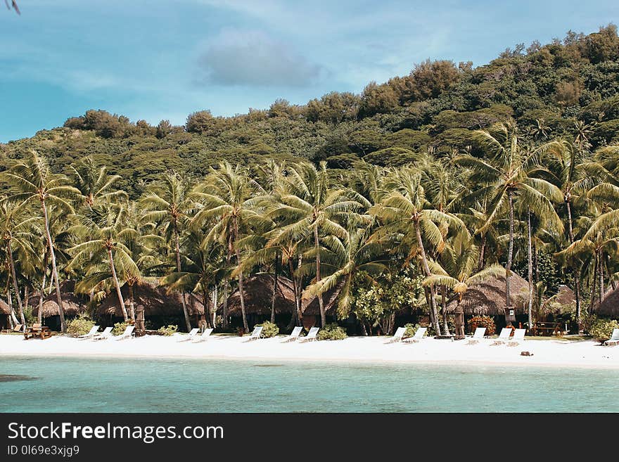 Palm Trees Near Beach Shore Under Sunny Sky