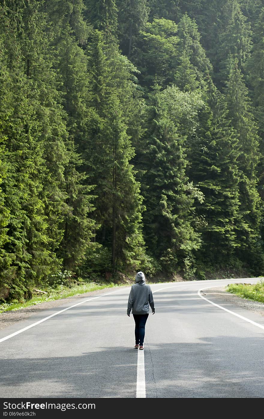 Person Walking on Road Near Trees