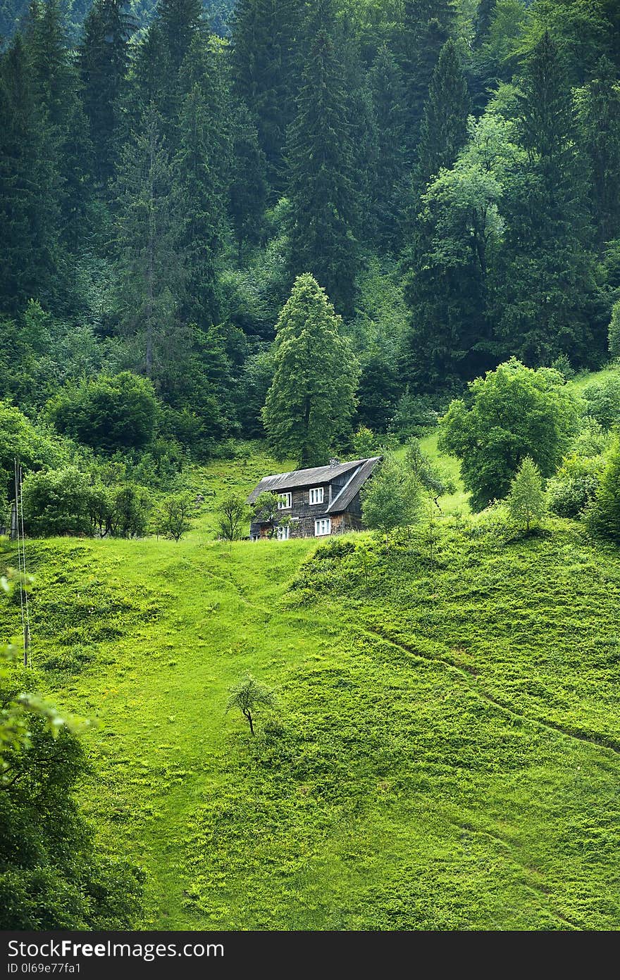 Brown Wooden House Surrounded by Green Trees